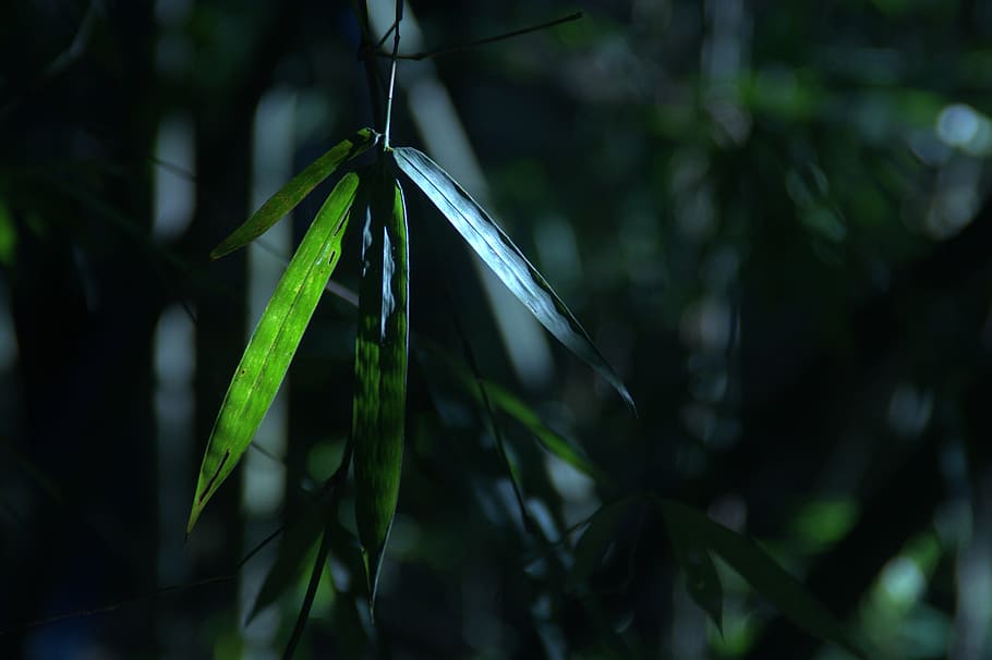 bamboo leaves, new, monday, hot, business, week, design, template, HD wallpaper