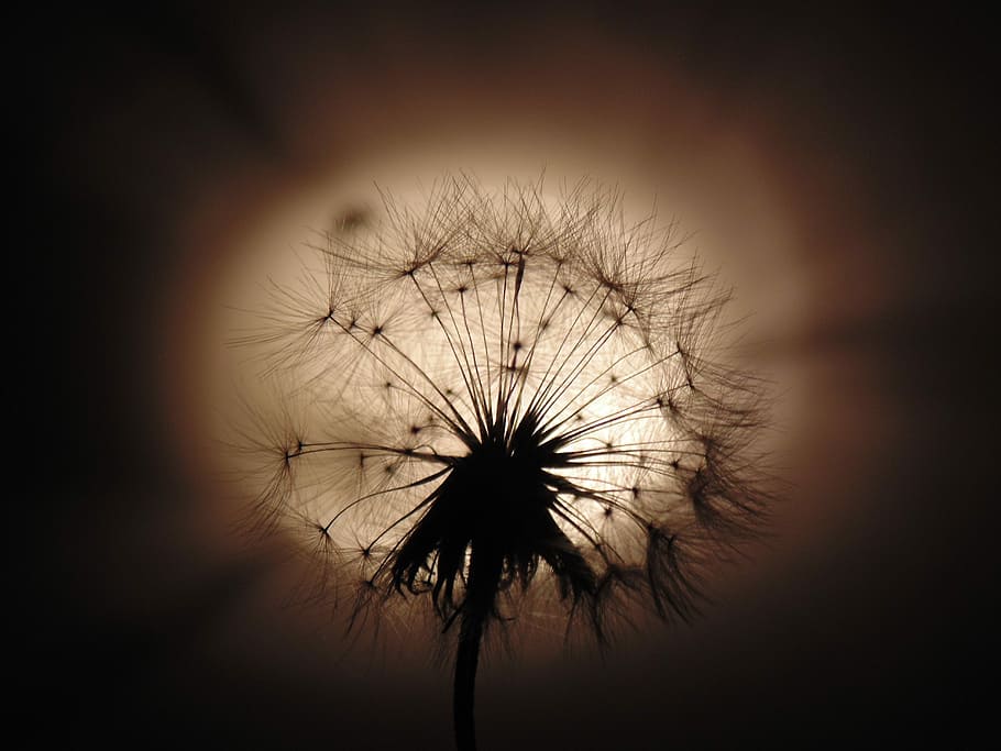 Dandelion, Fluffy, Light, flower, no people, fragility, nature HD wallpaper