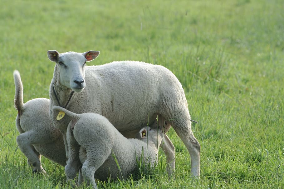 Nature, Lamb, Lambs, Sheep, Spring, netherlands, young, agriculture HD wallpaper