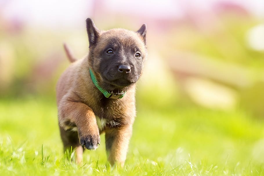 short-coated brown dog on grass field during daytime, puppy, sweet
