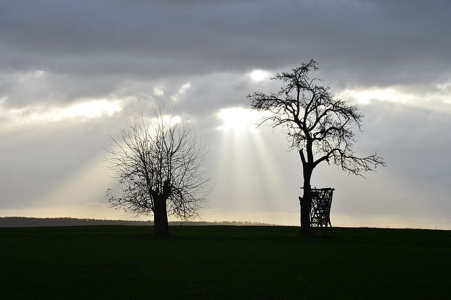 sky, trees, winter, nature, kahl, landscape, sunbeam, winter trees HD wallpaper