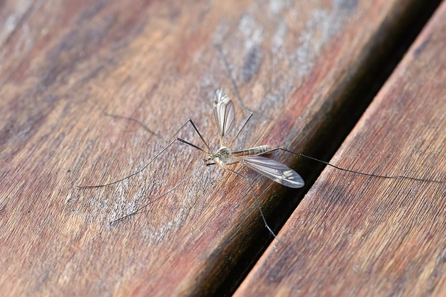 brown crane fly on brown wooden surface, mosquito, insect, nature HD wallpaper