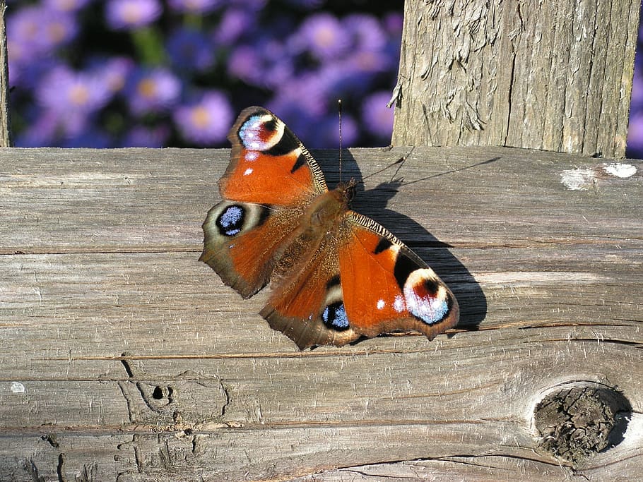 butterfly, european peacock, aglais io, macro, colorful, insect