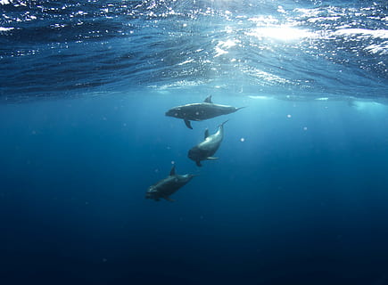 photo of three dolphins on deep sea, killer, whales, body, water HD wallpaper