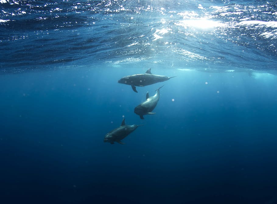 photo of three dolphins on deep sea, killer, whales, body, water HD wallpaper