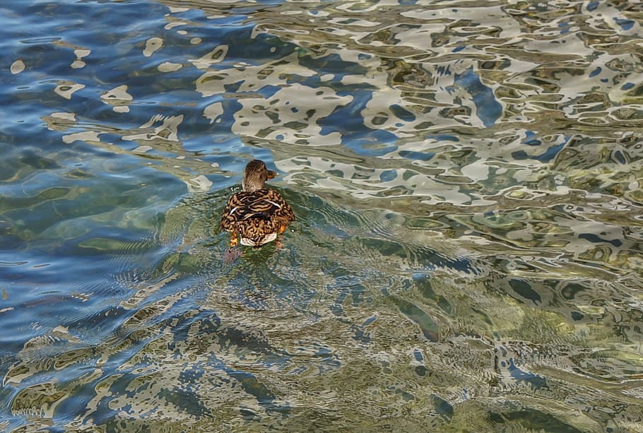 water, pattern, duck, lake, lago maggiore, lake maggiore, structure HD wallpaper