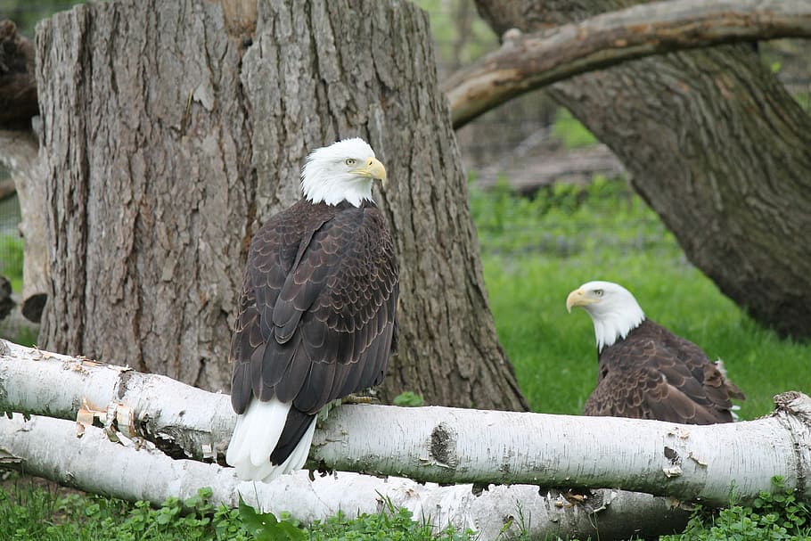 Bird, Raptor, Bald Eagle, Animal, nature, eagle - Bird, bird of Prey HD wallpaper