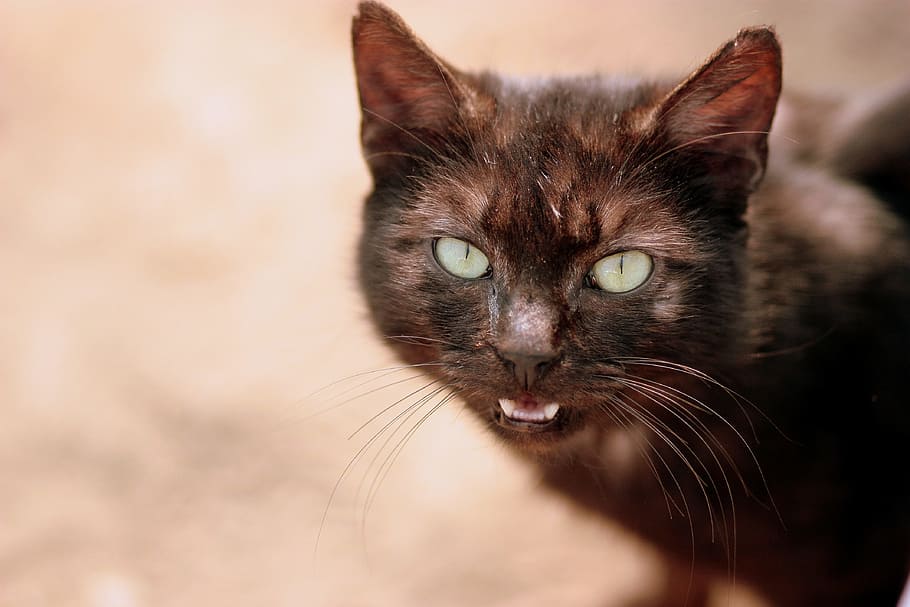 macro shot of black cat, about, animal, animal themes, domestic HD wallpaper