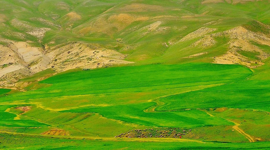 get, lamb, wool, sheep, animal, food, grass, mammal, farming HD wallpaper