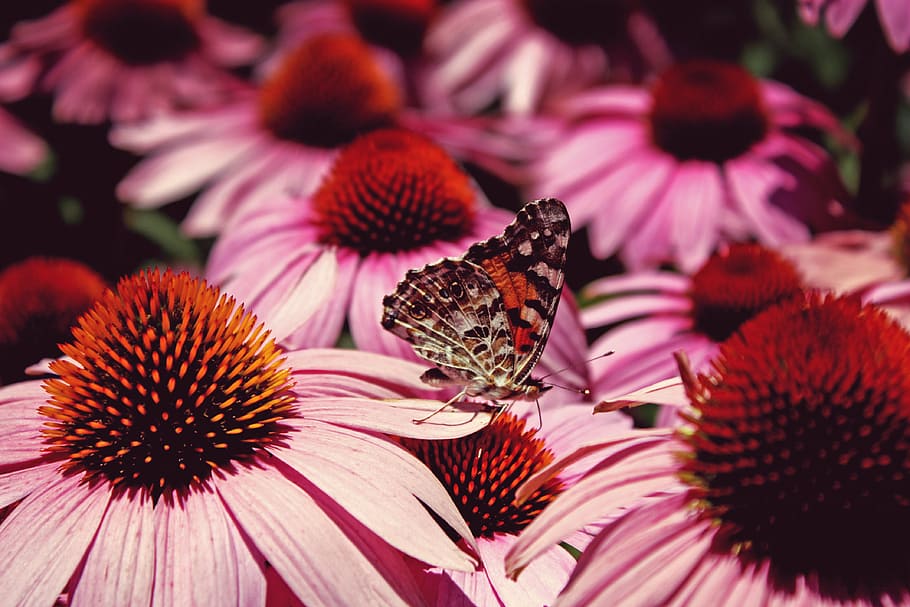 bloom, butterfly, closeup, flora, flower, flowers, insect, nature HD wallpaper