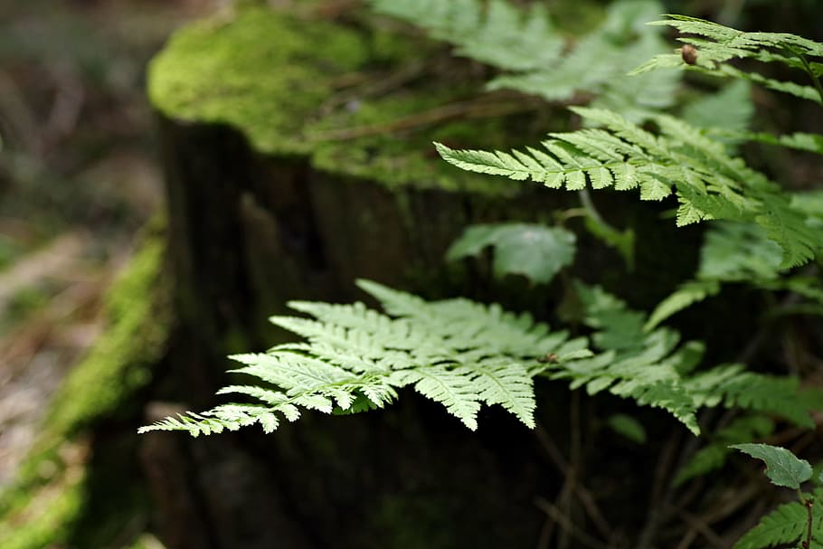 fern, forest, undergrowth, plating, green, trunk, moss, rotten HD wallpaper