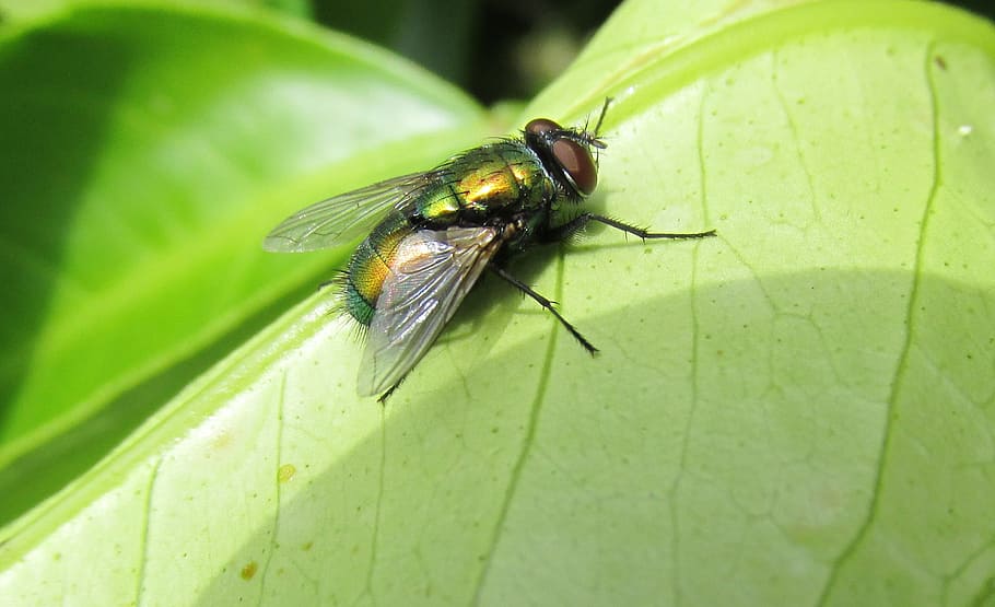fly, insect, on leaf, plant part, invertebrate, animal themes HD wallpaper