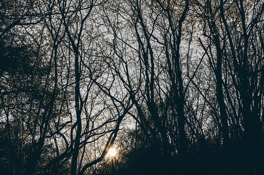 sun and silhouette of trees, branch, cold, dawn, environment HD wallpaper