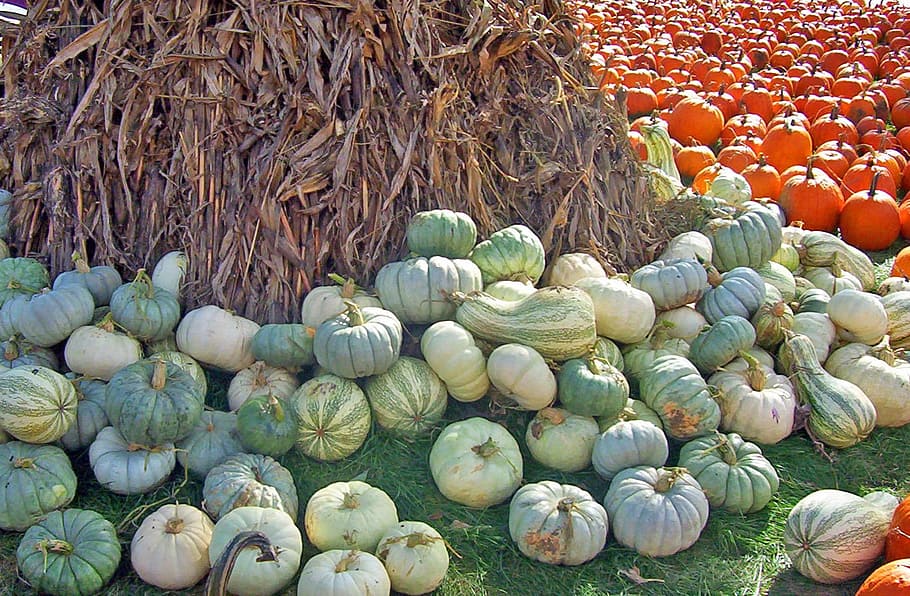 gourds, pumpkins, corn, stalks, fall, autumn, halloween, food HD wallpaper
