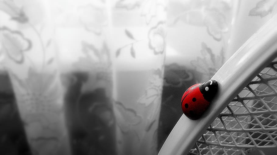 ladybird, white, insect, red, black, animal, macro, indoors HD wallpaper