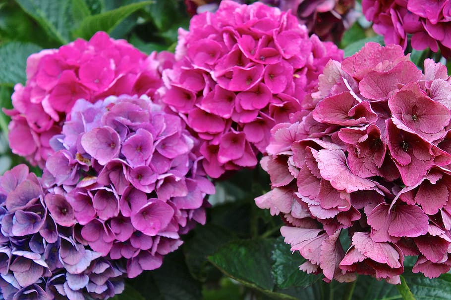 hydrangeas, flowers, pink, pink color, flowering plant, vulnerability HD wallpaper