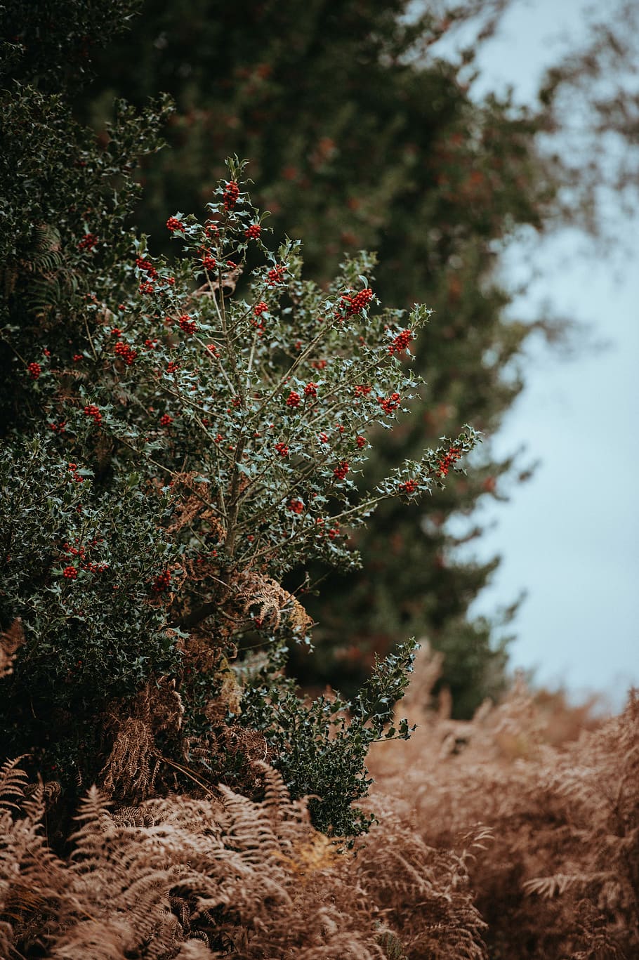 photo of red petaled flowers, tree, bush, plant, berry, woodland HD wallpaper
