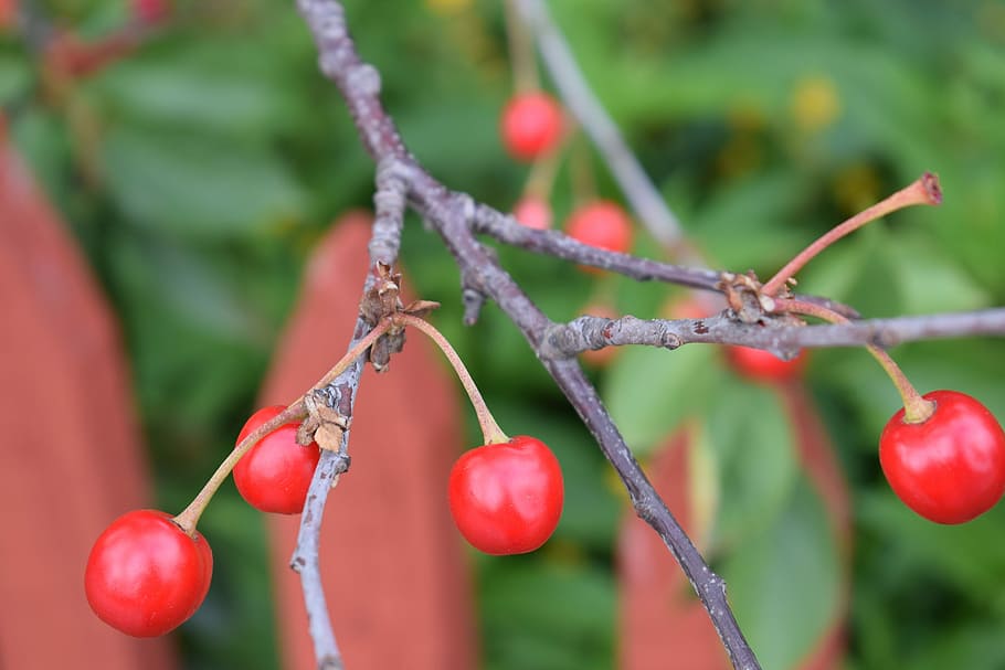 Cherry, Fruit, Red, Berries, Garden, Tree, red berries, green HD wallpaper