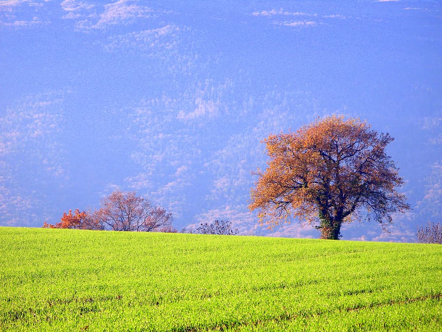 tree, green, field, leaf, grass, forest, pasture, land, landscape HD wallpaper
