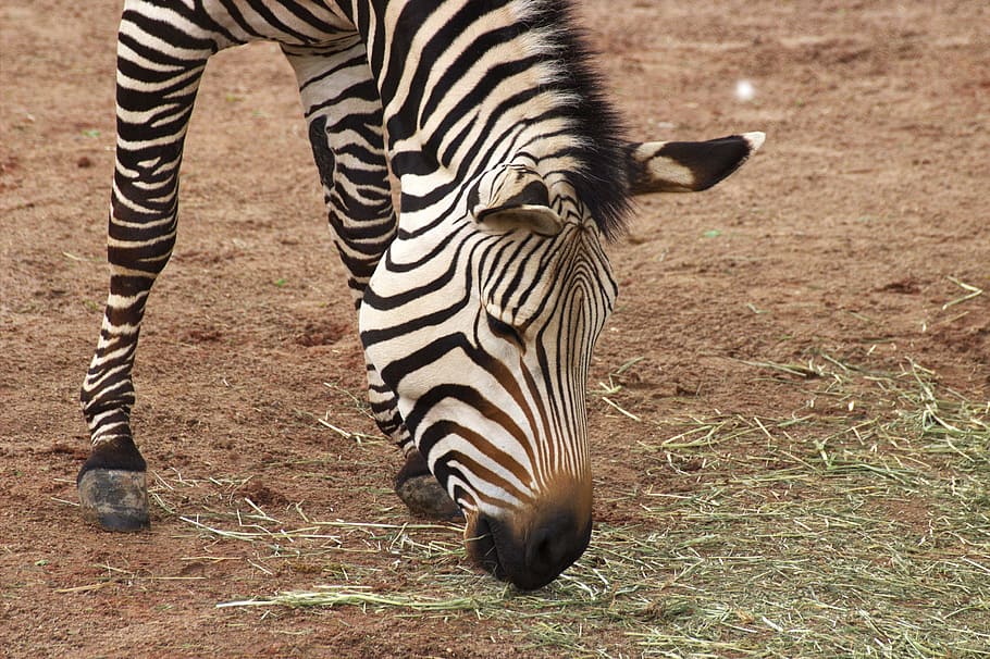 Zebra, Zoo, Africa, Close, striped, safari Animals, wildlife HD wallpaper