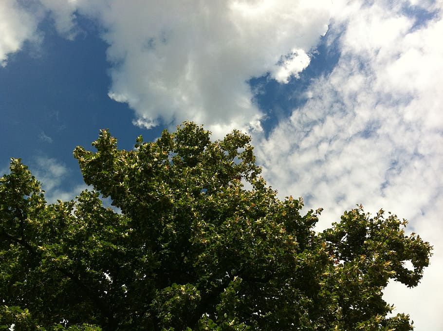 clouds, sky, dragon, blue, clouds form, white, cumulus clouds HD wallpaper