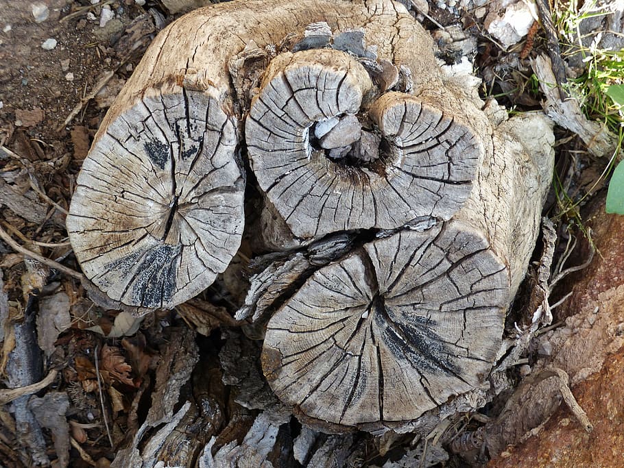 tree stump, wood grain, heart shape, structure, cutting edge HD wallpaper