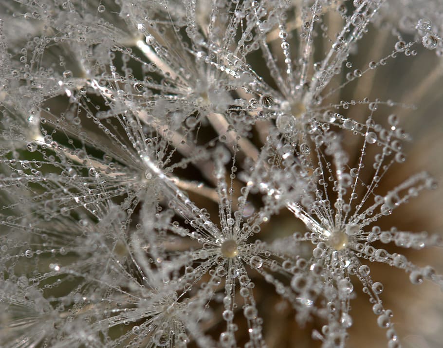 Dandelion, Drops, Dew, Plant, Wet, nature, macro, close-up HD wallpaper