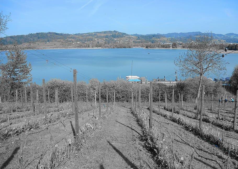 vineyard, wine, lake, grapevine, landscape, nature, slope, sky HD wallpaper
