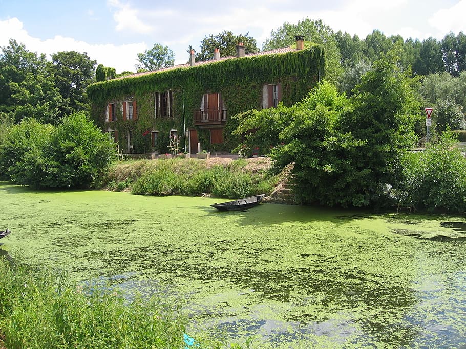 green, vegetation, idyllic, quiet, france, side arm, overgrown HD wallpaper