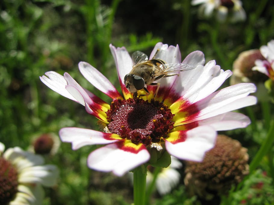 Pollinator, Insect, Flower, Nectar, macro, plant, summer, spring HD wallpaper