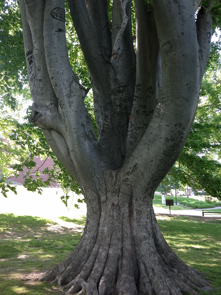 trunk, tree, large, nature, big, landscaping, forest, tree Trunk HD wallpaper