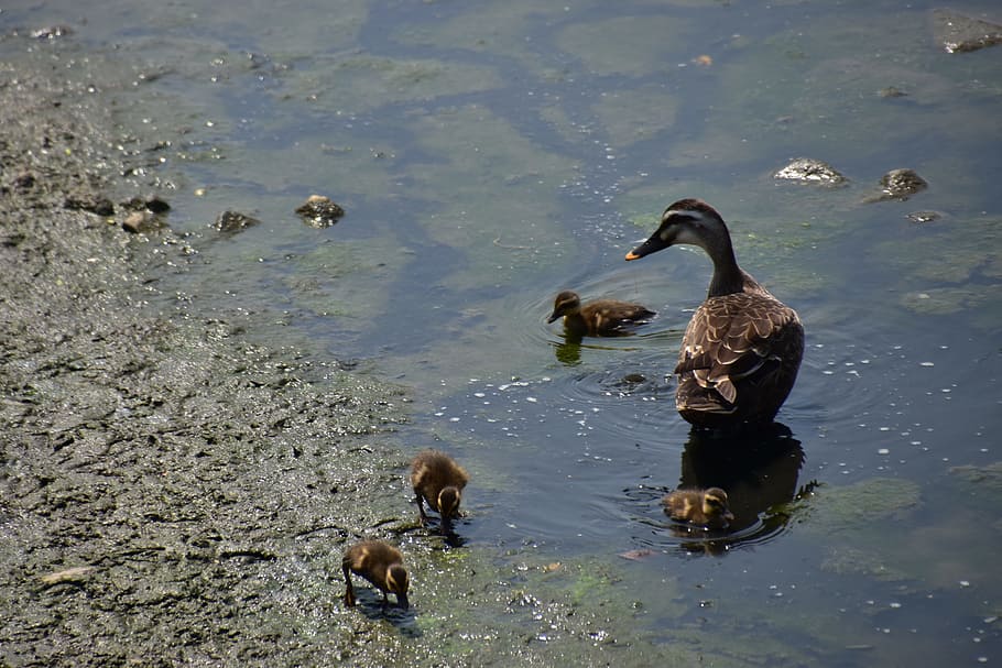 duck, river, migratory birds, environment, pollution, cub, animal HD wallpaper