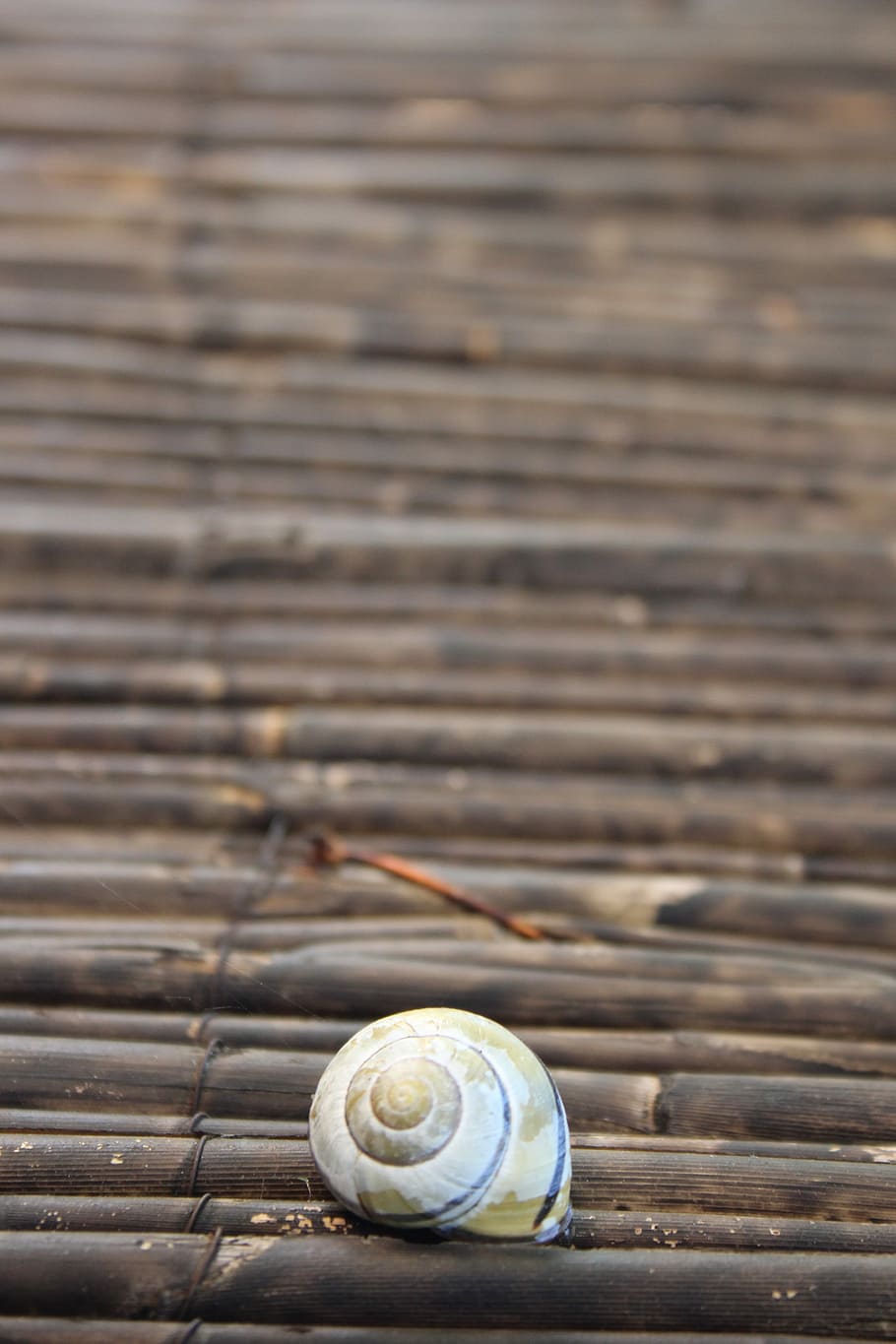 Shell, Bamboo, Nature, Brown, snail, animal shell, gastropod HD wallpaper