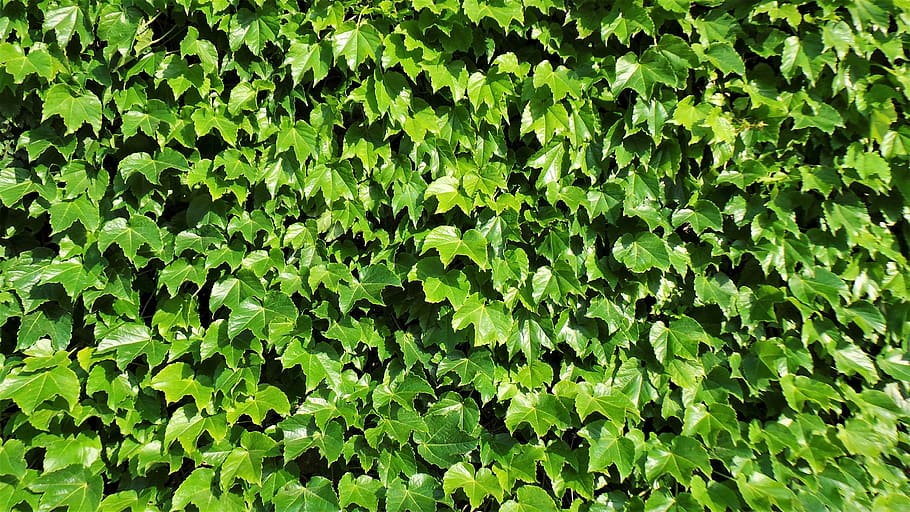 ivy, harmony, vine, green color, plant, growth, leaf, plant part HD wallpaper