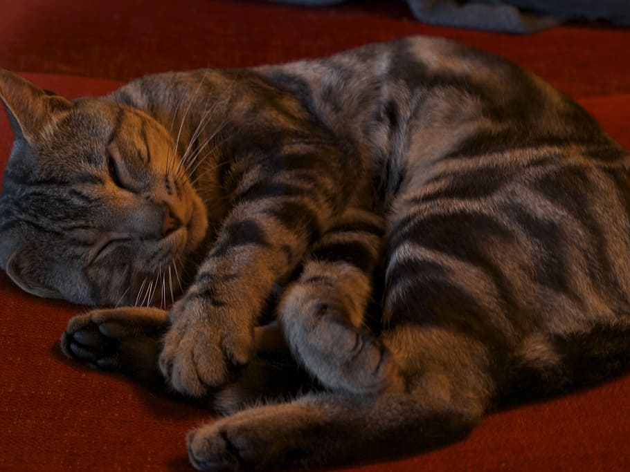 cat, sleep, ball, grey, elongate, gutter, sleeps, animal themes HD wallpaper