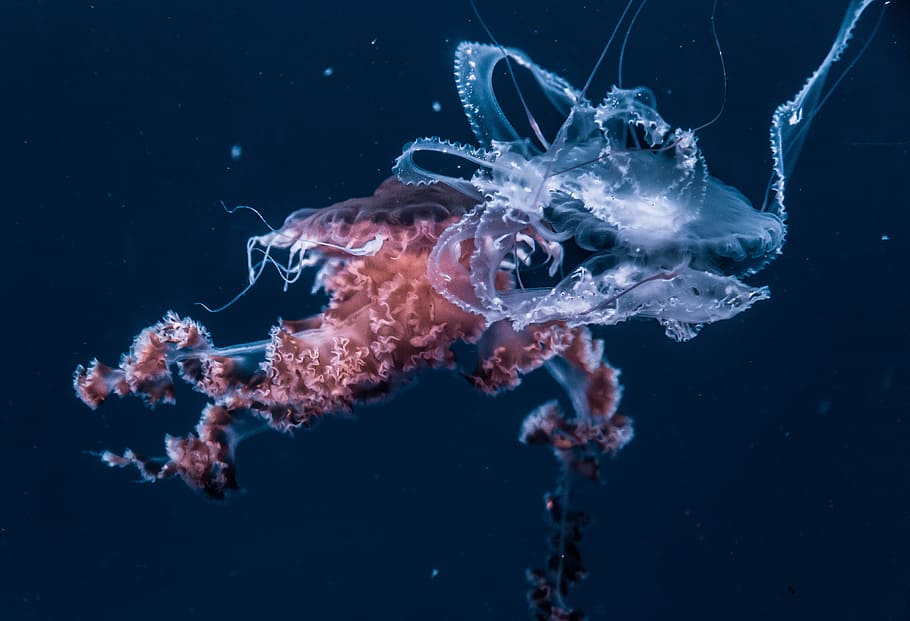 selective focus photography of white and red jellyfish at sea, jellyfish illustration