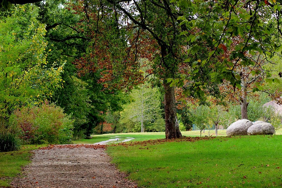 park, tree, garden, leaves, based, fall, plant, green color HD wallpaper