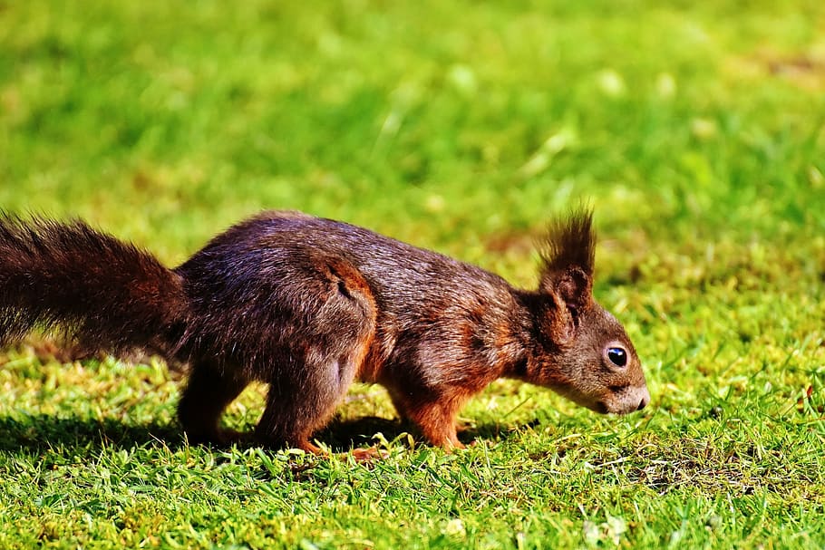 brown squirrel on grasses, nager, nature, close, cute, rodent HD wallpaper