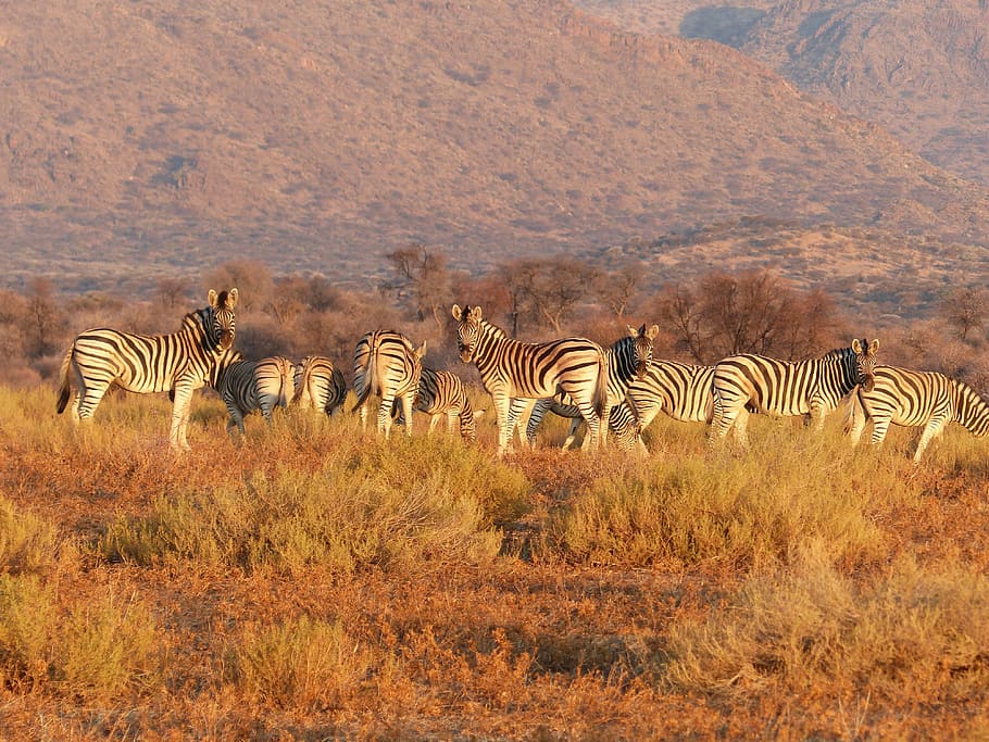 herd of Zebra, africa, safari Animals, wildlife, savannah, animals In The Wild, HD wallpaper