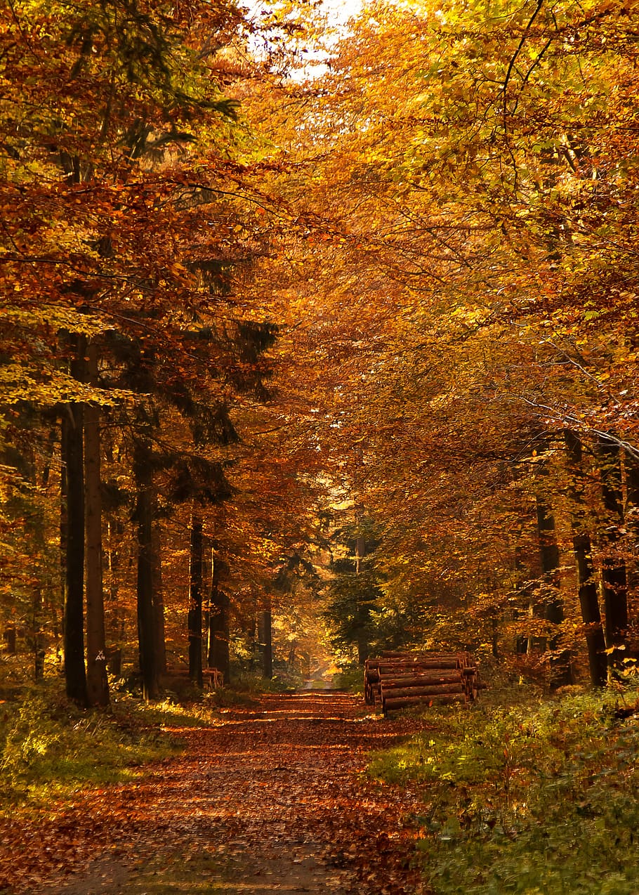 brown forest pathway under sunset, autumn, fall leaves, mood HD wallpaper