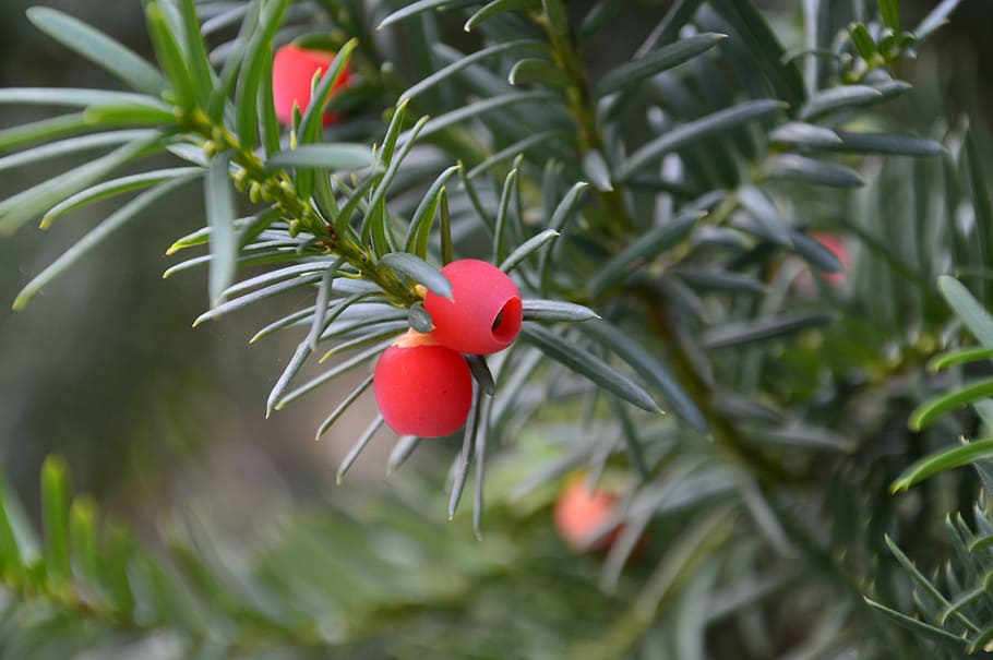 fruit, juniper, autumn, food and drink, healthy eating, red HD wallpaper