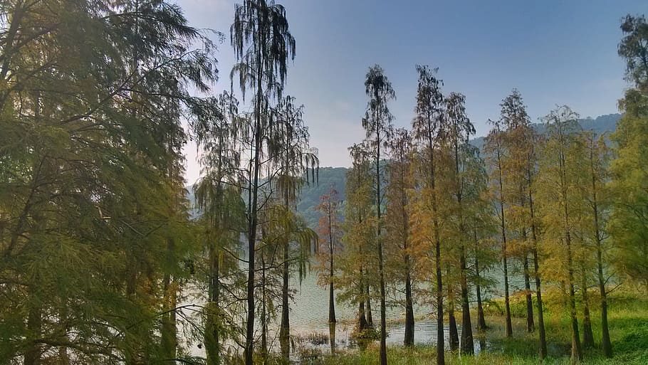 lake, tree, leaf, the water, plant, beauty in nature, growth HD wallpaper