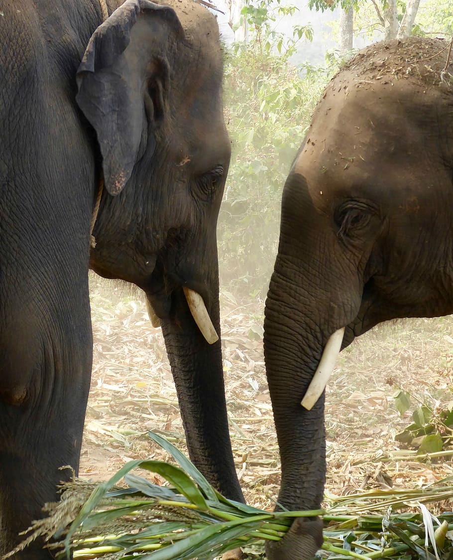 Dust bath, two gray elephants eating sweetcorn, trunk, tusk, old