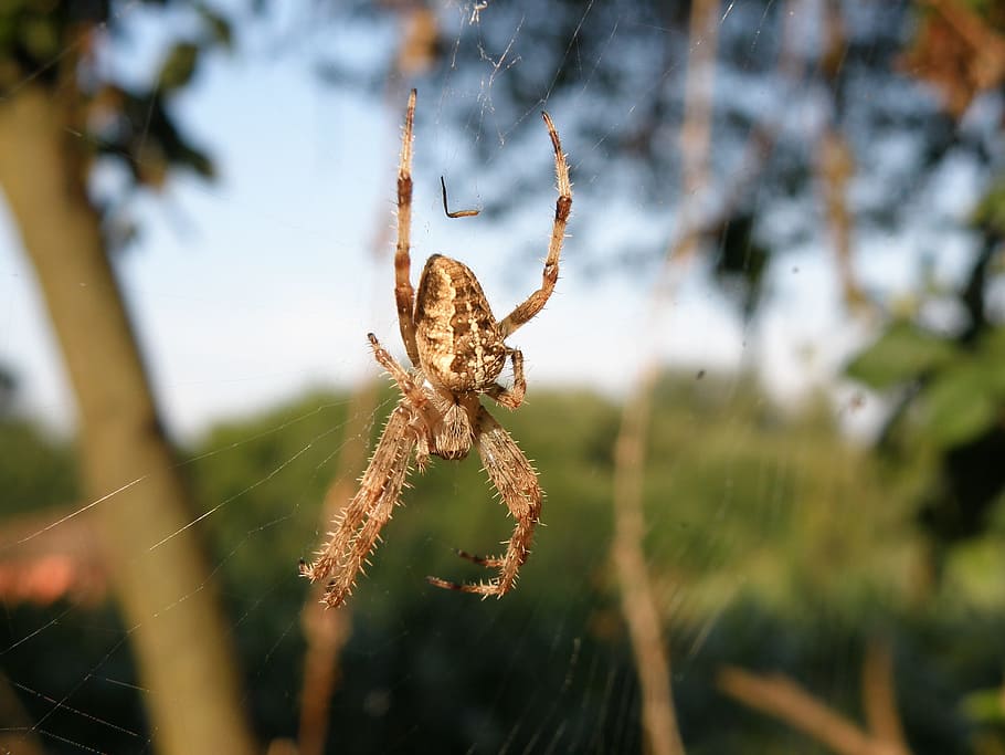 Spider, Nature, Arachnid, animal, wildlife, carnivore, spider Web HD wallpaper
