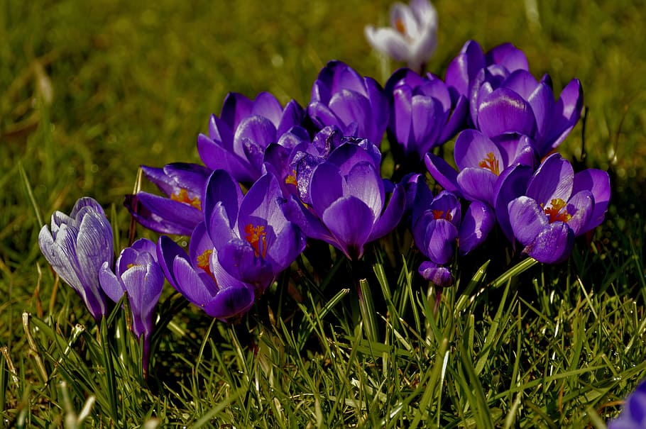 crocus, flowers, nature, spring, purple, flowering plant, freshness HD wallpaper