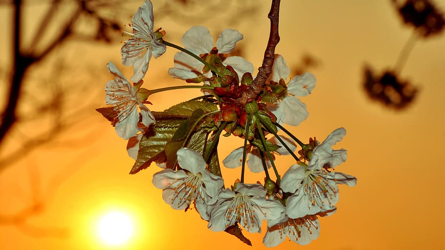 Cherry, Flower, Spring, tree, plant, no people, nature, palm tree HD wallpaper