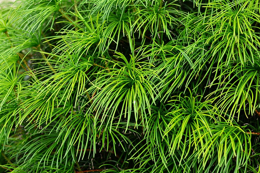 japanese umbrella pine, fir, sciadopitys, green plant, garden, HD wallpaper