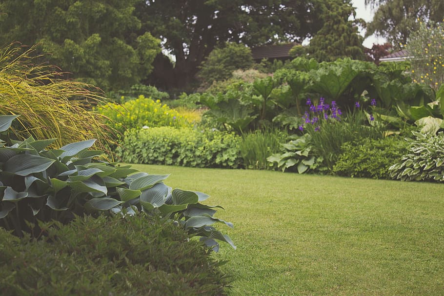 garden, plant, grass, green color, nature, growth, front or back yard HD wallpaper
