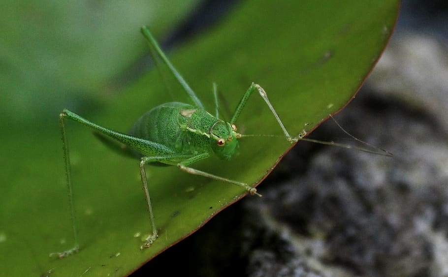 cricket, insect, bug, invertebrate, animal wildlife, animals in the wild HD wallpaper