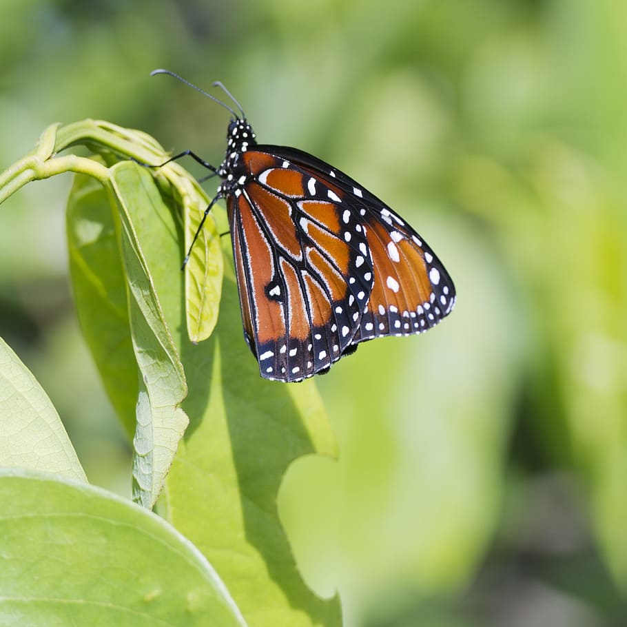 butterfly, leaf, leaves, green, plant, spring, summer, nature HD wallpaper